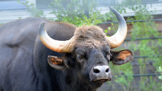 Gaur_2.jpg